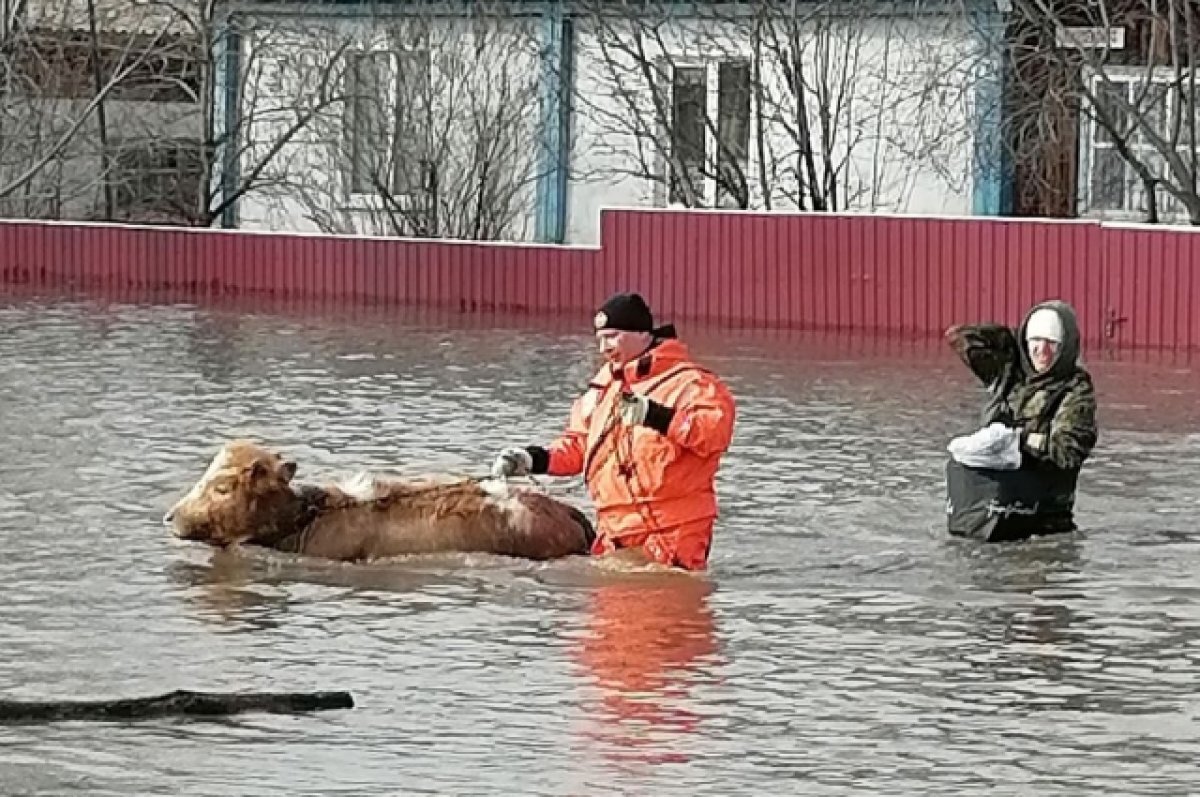    На Алтае спасатели эвакуируют с подтопленных участков коров, свиней и котов