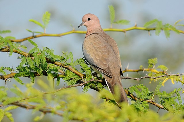 Горлица, Wikipedia Commons