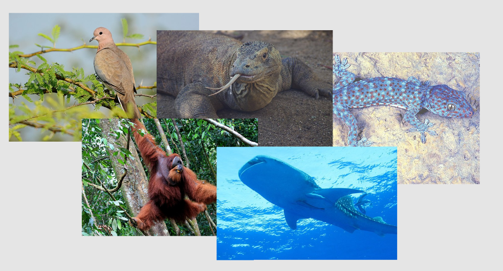 Коллаж пяти удвительных животных этой статьи, Wikipedia Commons