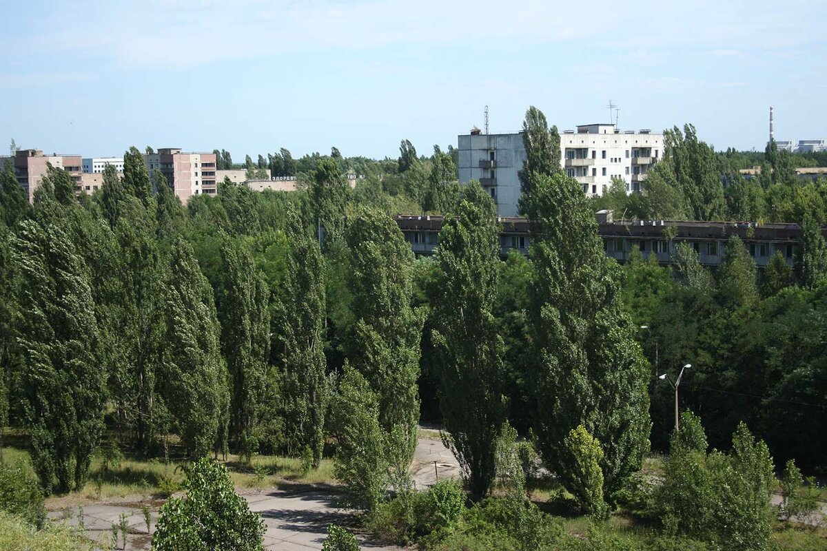 Деревья стеной - вид сверху