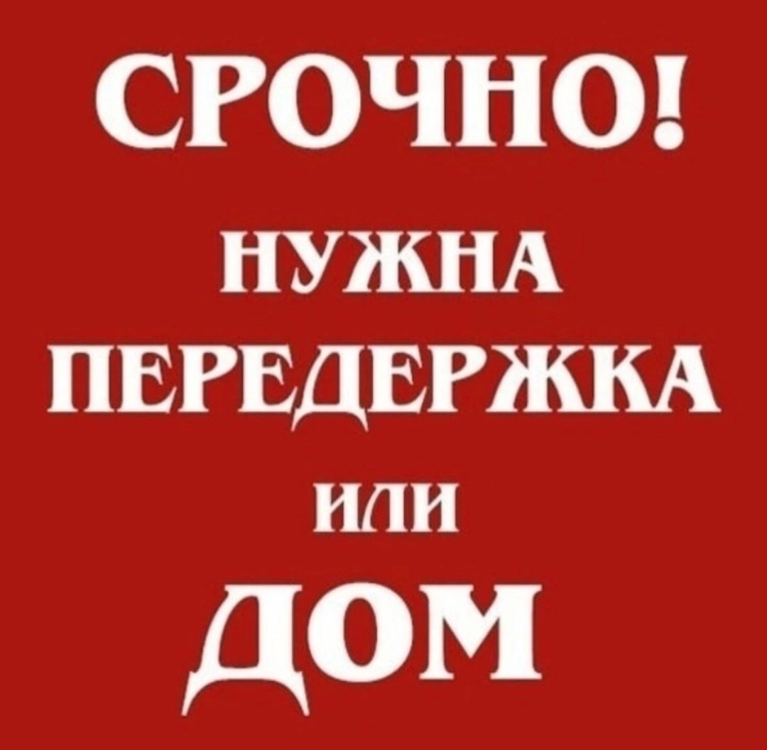 Бубля не подведет вас: Ищем новый дом или передержку прекрасной девочке  🙏🙏🙏 | Город преданных собак 73 | Дзен