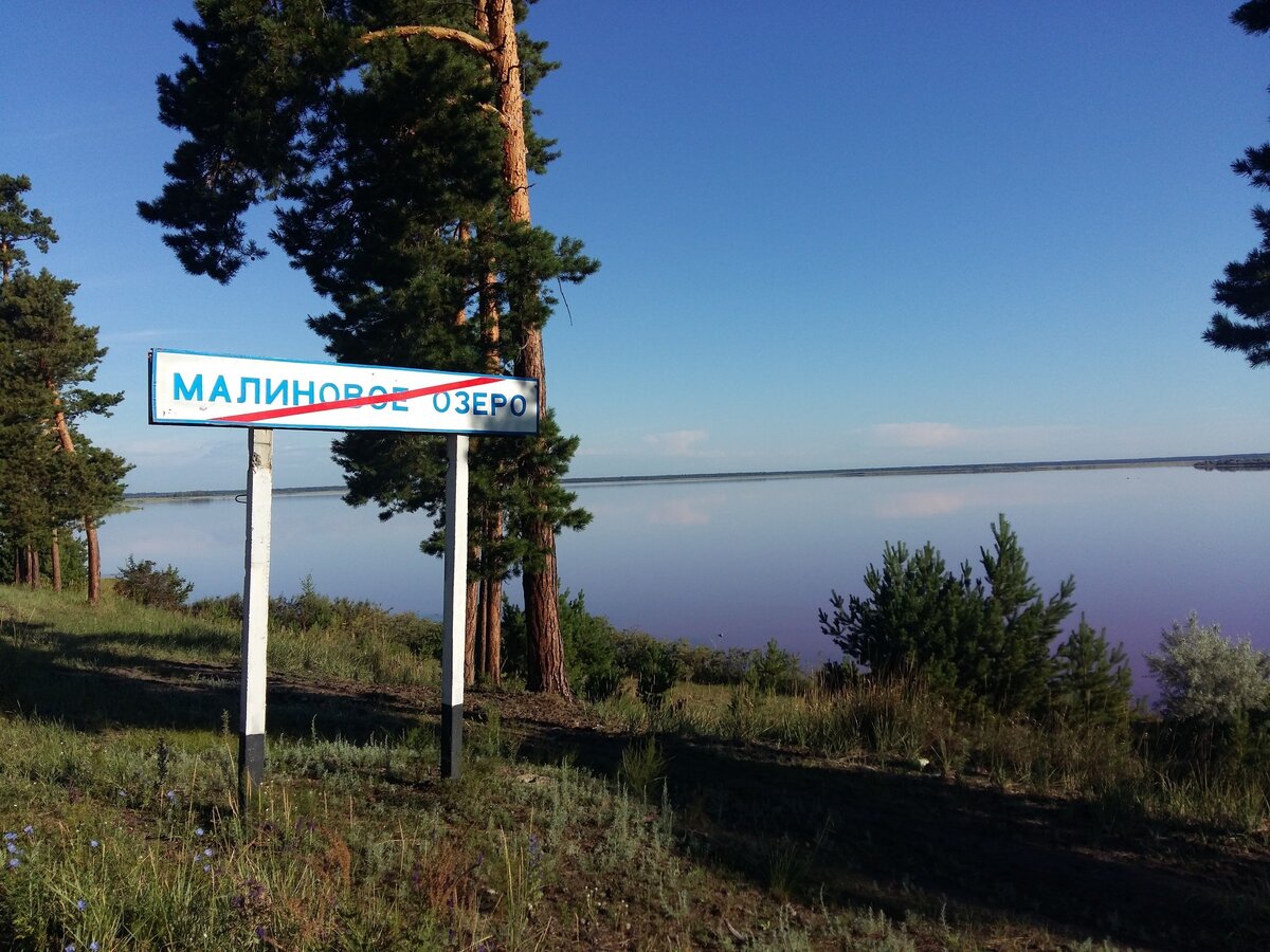 Одна из прелестей озера - сосновый бор на берегу