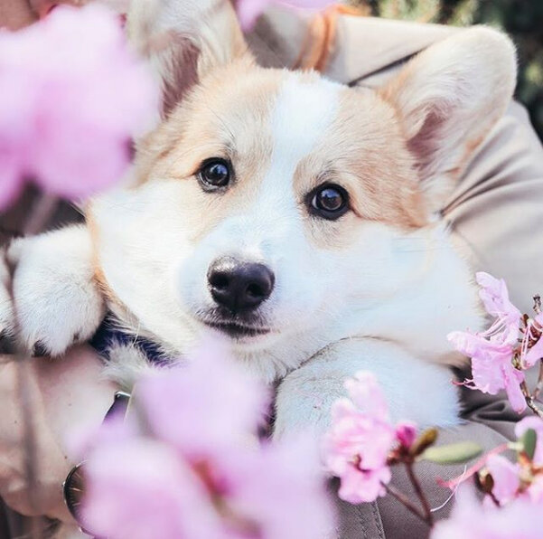 Вельш корги пемброк - где купить щенка Welsh corgi pembroke © Telman Haus