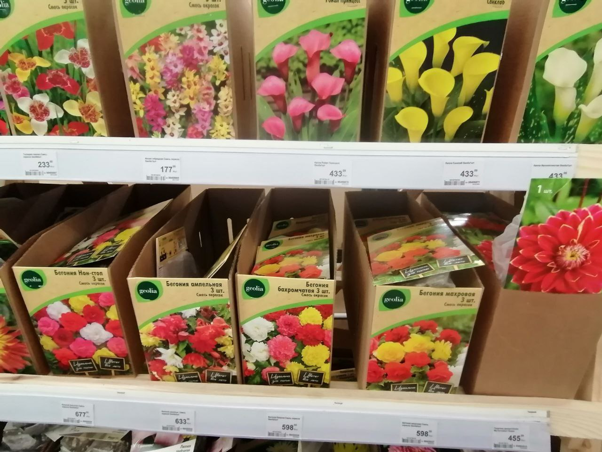 Весна, саженцы, корешки, клубни, луковицы - не удержалась | уДачный ...