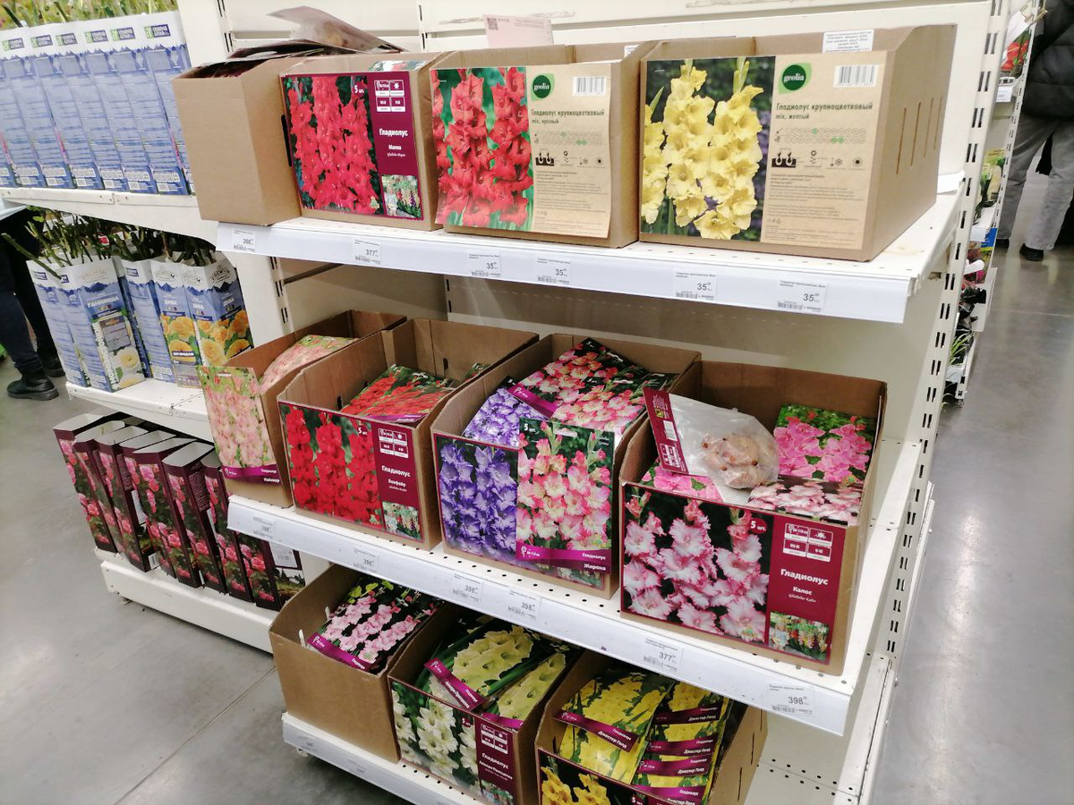 Весна, саженцы, корешки, клубни, луковицы - не удержалась | уДачный ...