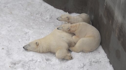 Медвежата выросли и спать на маме стало тесно. 30.03.2024