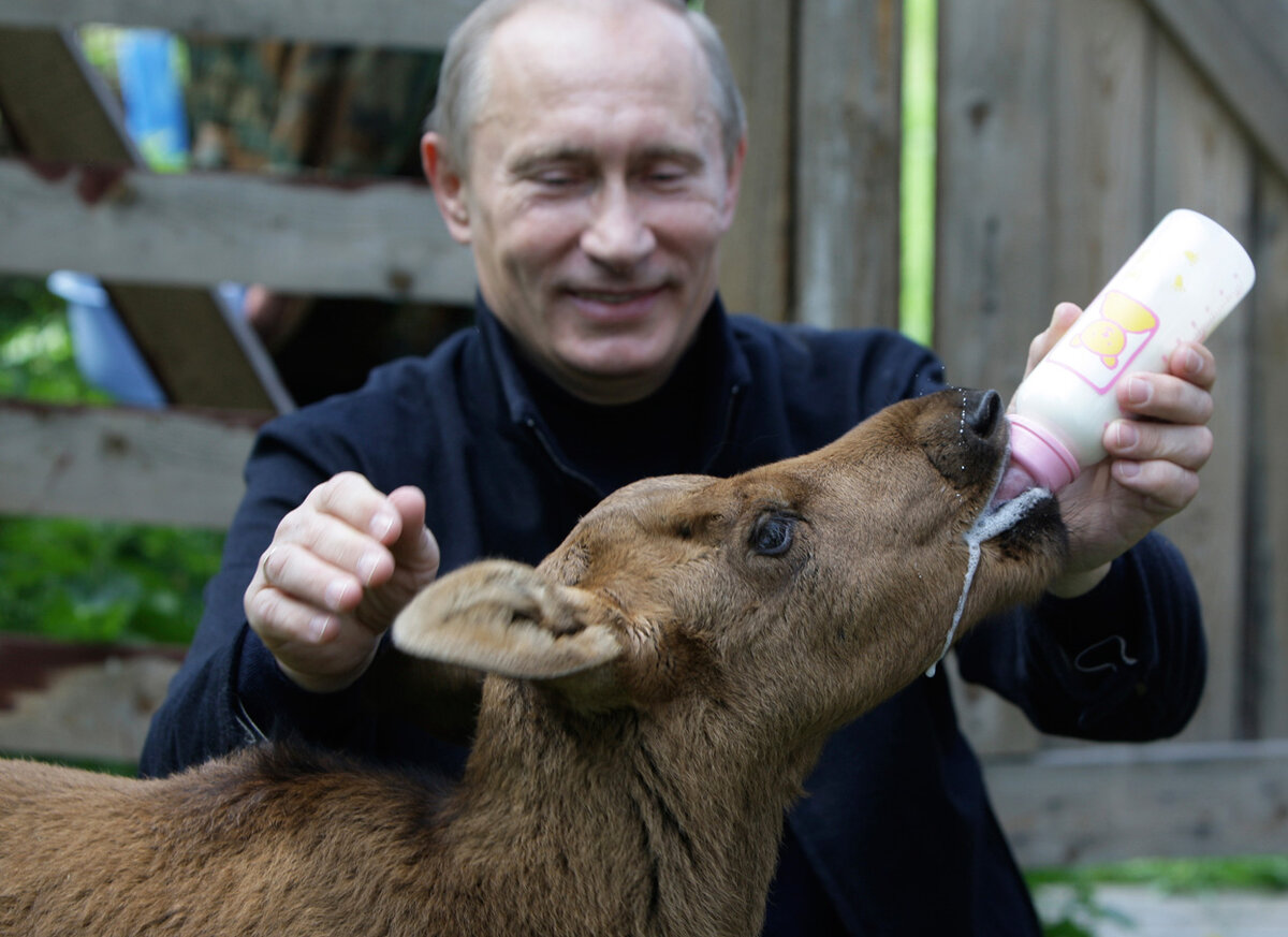 НА ФОТО С САЙТА fototelegraf.ru ПРЕЗИДЕНТ САМ ЛИЧНО КОРМИТ ЛОСЕНКА... И НА МОЙ ВЗГЛЯД ТОЛЬКО СОВСЕМ УЖ КАКИЕ-ТО"СТРАННЫЕ" ЛЮДИ МОГУТ СТРЕЛЯТЬ В ЭТО ЧУДО ПРИРОДЫ ПРОСТО РАДИ ЗАБАВЫ!