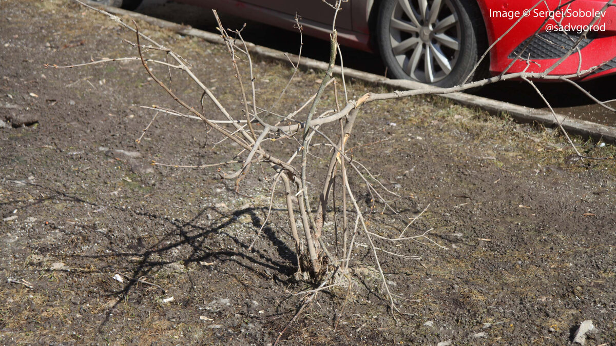 Это один из наиболее хорошо перезимовавших кустов - это неудивительно, она растёт здесь уже 3 года.Хорошо видно, что сам