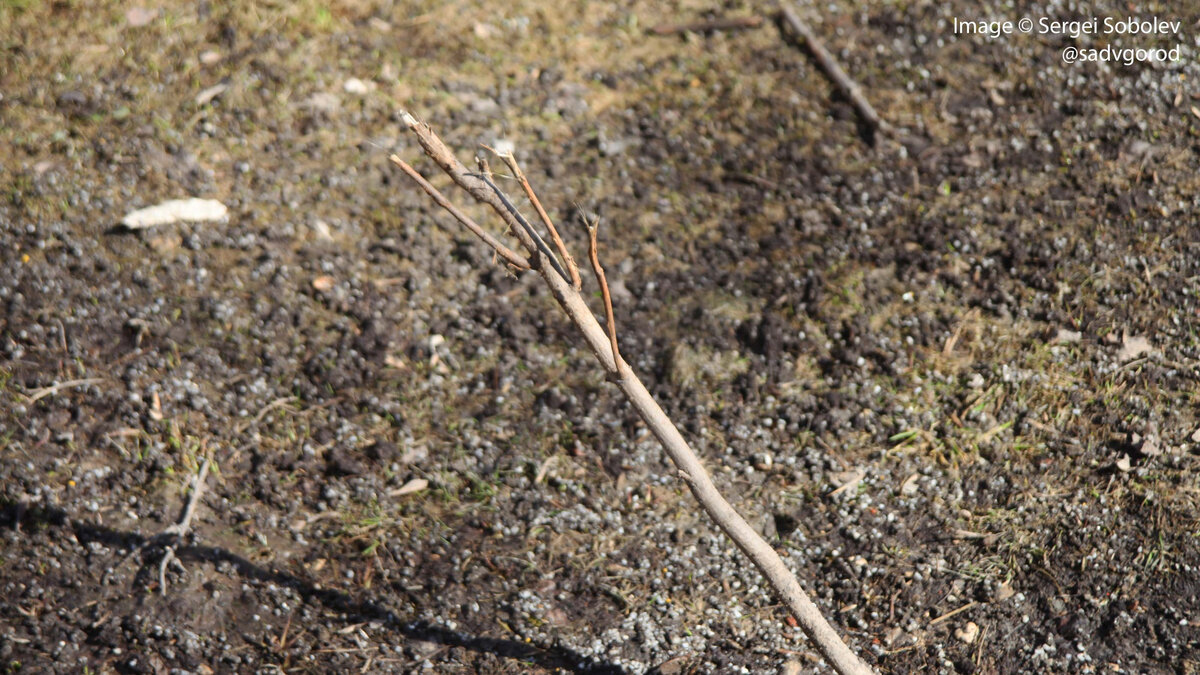 У других кустов дела не так хороши. Это, кажется, была катальпа. Здесь сломаны все ветки.