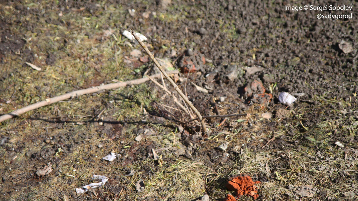 Это, возможно, форзиция.