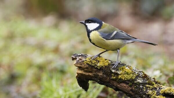    © iStock.com / Mauribo