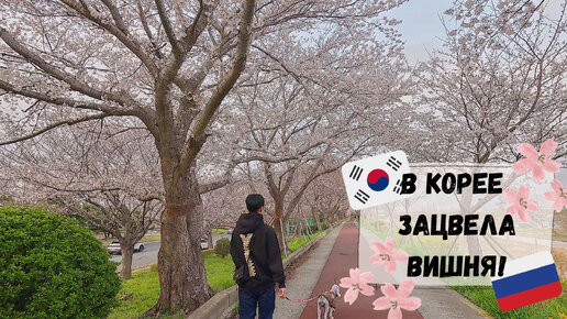 Любование цветущей вишней в Пусане. Катя и Кюдэ/Южная Корея