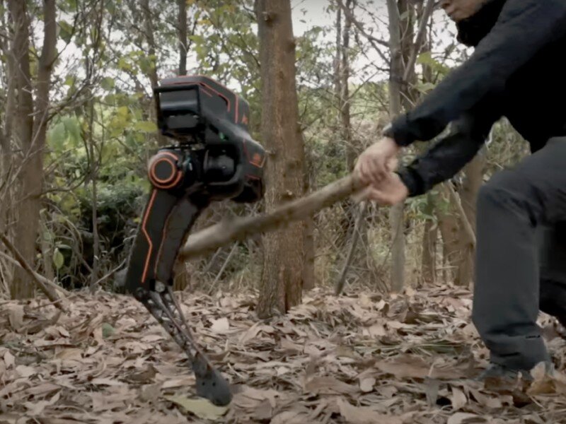    Похожий на курицу робот выдерживает любые издёвки человека [ВИДЕО]