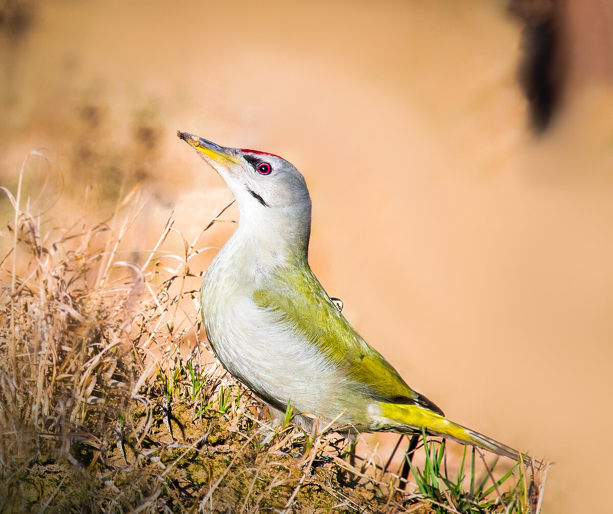 На муравейнике