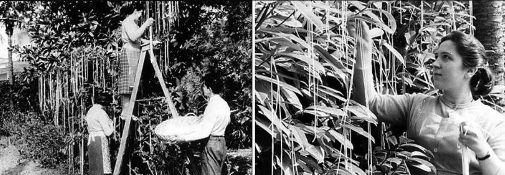 Для создания макаронной плантации матрос фукс. Для создания макаронной плантации матрос фукс. Для создания макаронной плантации матрос фукс. Фукс на яхте беда. Для создания макаронной плантации матрос фукс.