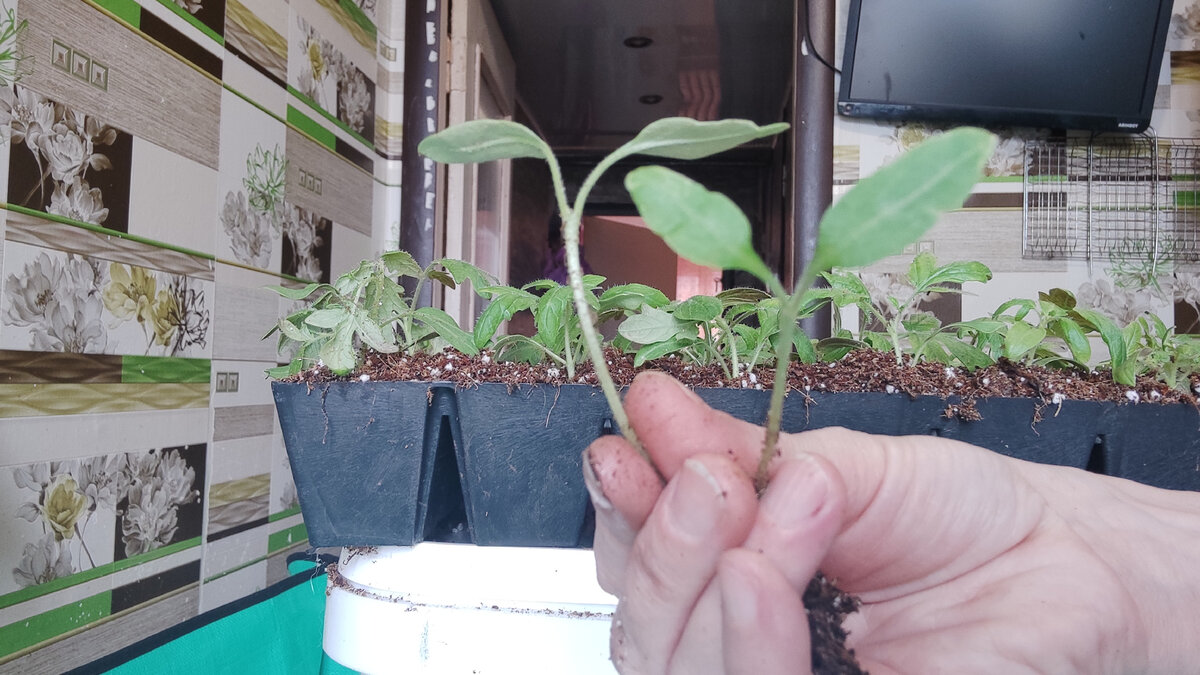 правильная пикировка рассады томатов. помидоры пикирование рассады черри. помидоры пикирование рассады черри. пикировка томатов в стаканчики. пикировка помидор в марте 2024.