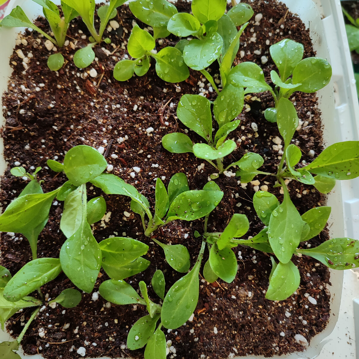 что такое пикировка рассады помидоров. рассада фото. пикировка черри. пикировка помидор. пикировка томатов в 2024 году.