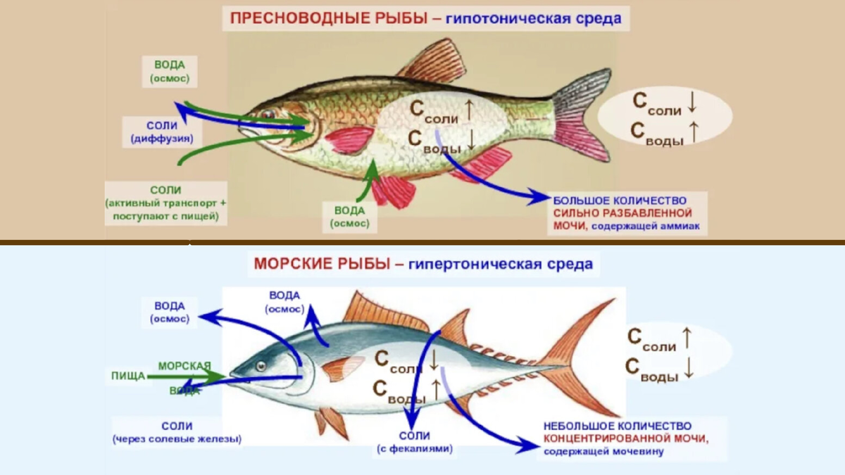 Зверь рыбе не товарищ