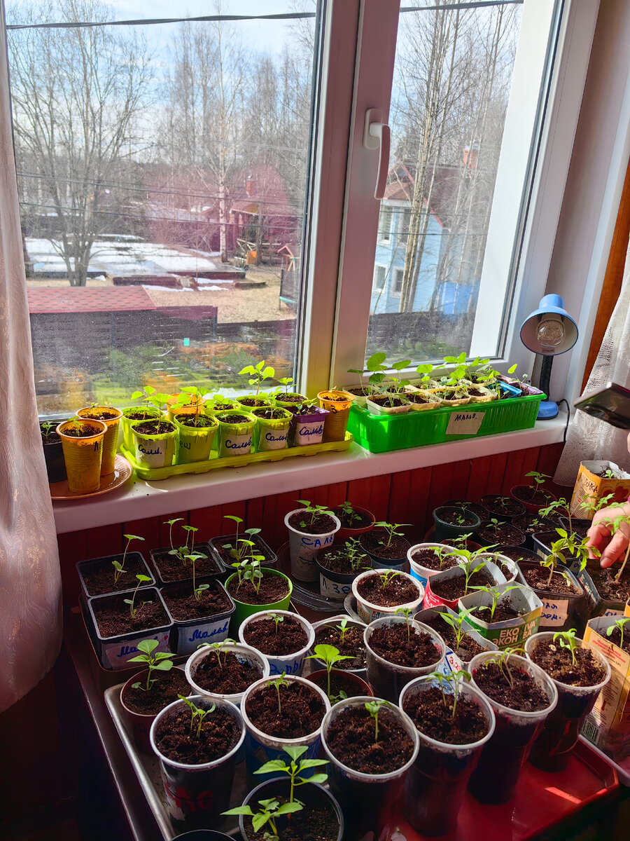 Если поменяли на машинах колеса, то точно пришла весна | От рака до ...