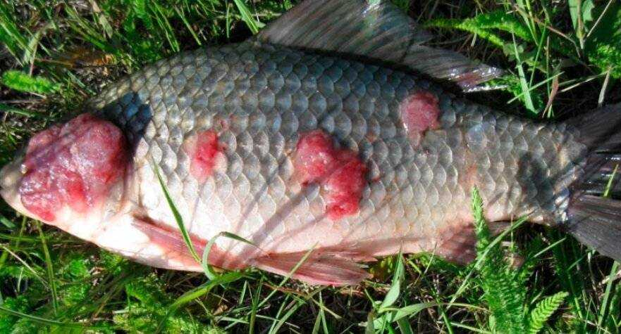 Фото с сайта: https://haski-mana.ru