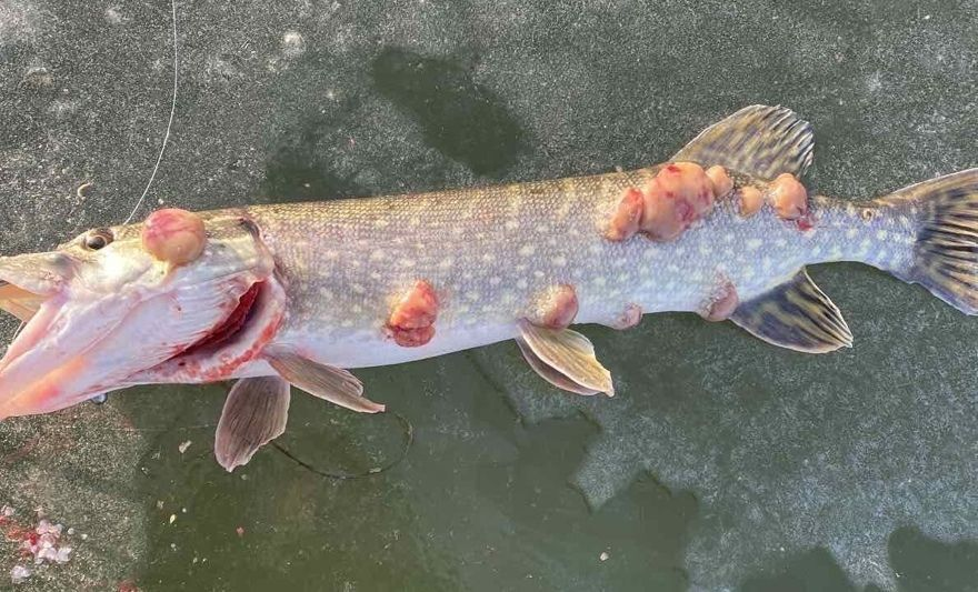 Фото с сайта: https://nn-now.ru/wp-content/uploads/2020/12/dwkSjLmU-Uo.jpg