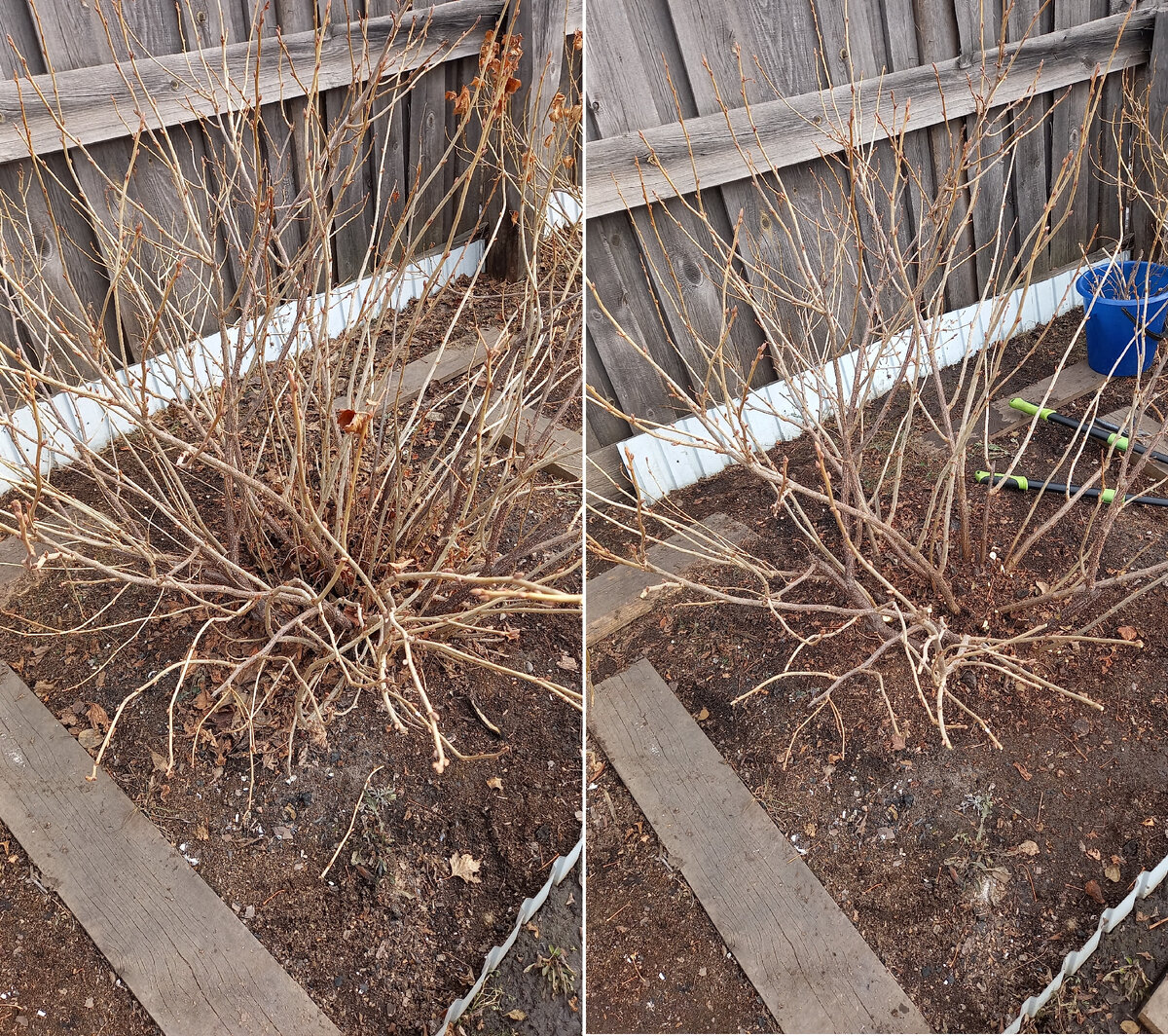 было/стало. Куст чёрной смородины.