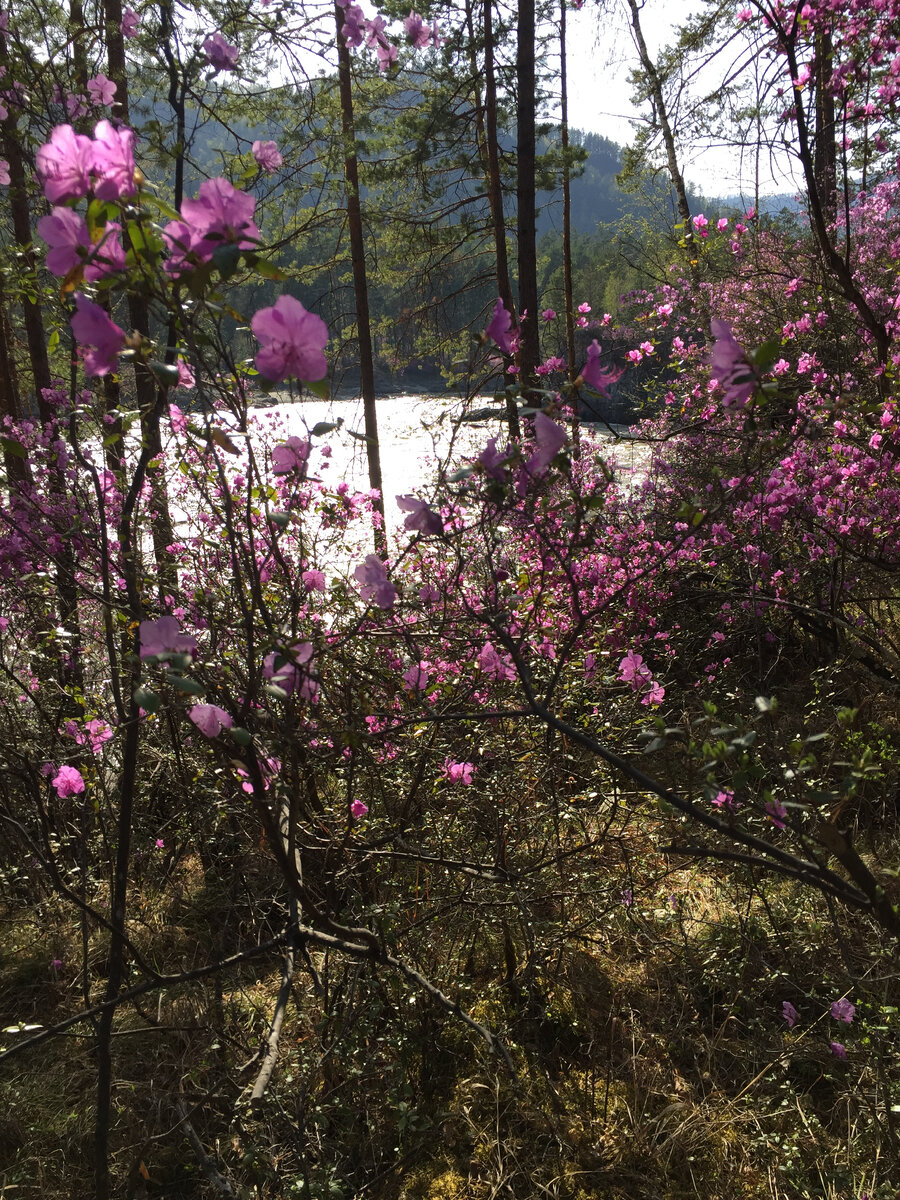 Цветение маральника в белокурихе. Цветение маральника 2024 когда. Никольский маральник на алтае. Цветение маральника 2024 когда. Цветение маральника 2024 когда.