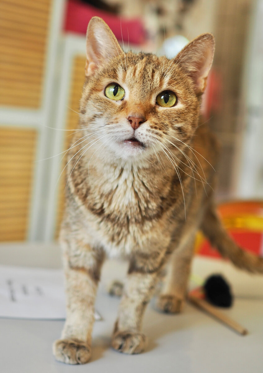 Наша бабушка Хайфа