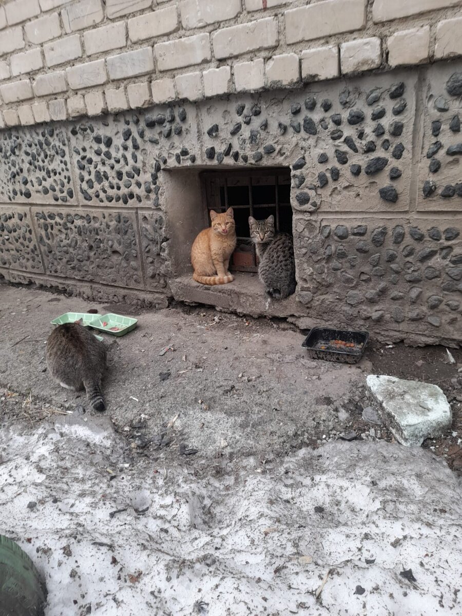 Почти привратные львы.