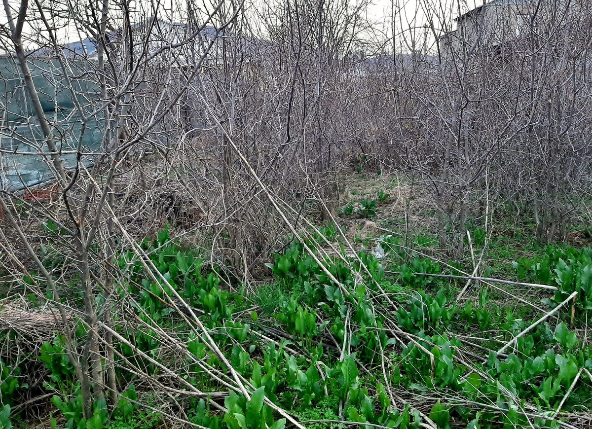 Трудовые выходные садовода | Дача у Машука | Дзен