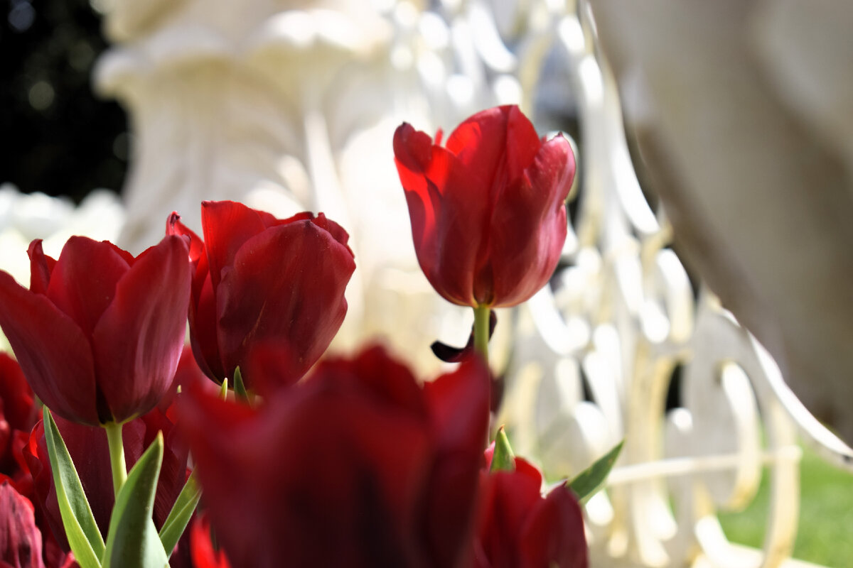 Самый тюльпановый месяц в Стамбуле - апрель