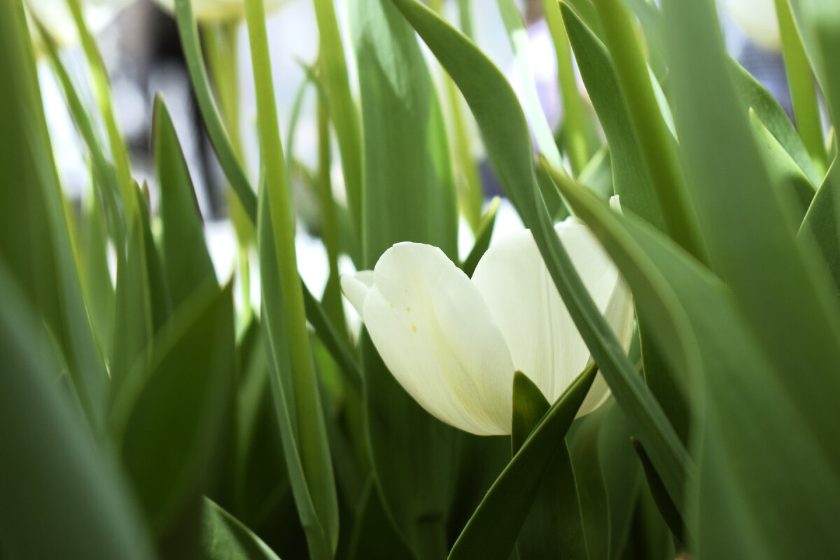 Множество тюльпанов различных сортов и расцветок высаживаются по всему Стамбулу