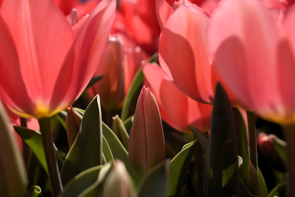 Хотя в этом году цветы начали нас радовать уже в конце марта