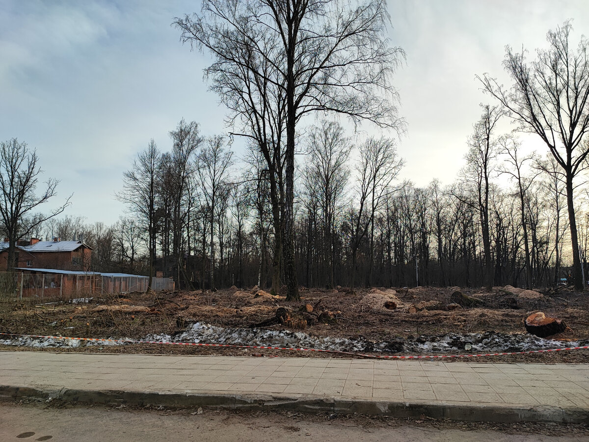 Вырубка леса на ул. Кутузова