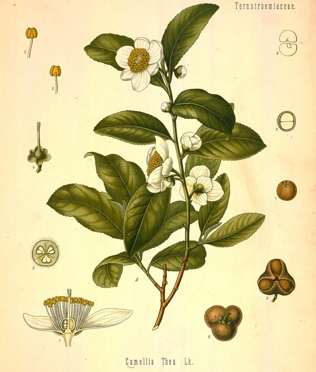 Китайская камелия (Camellia sinensis )— вечнозеленый куст, который в диком виде может достигать до 3-4 метров в высоту. 