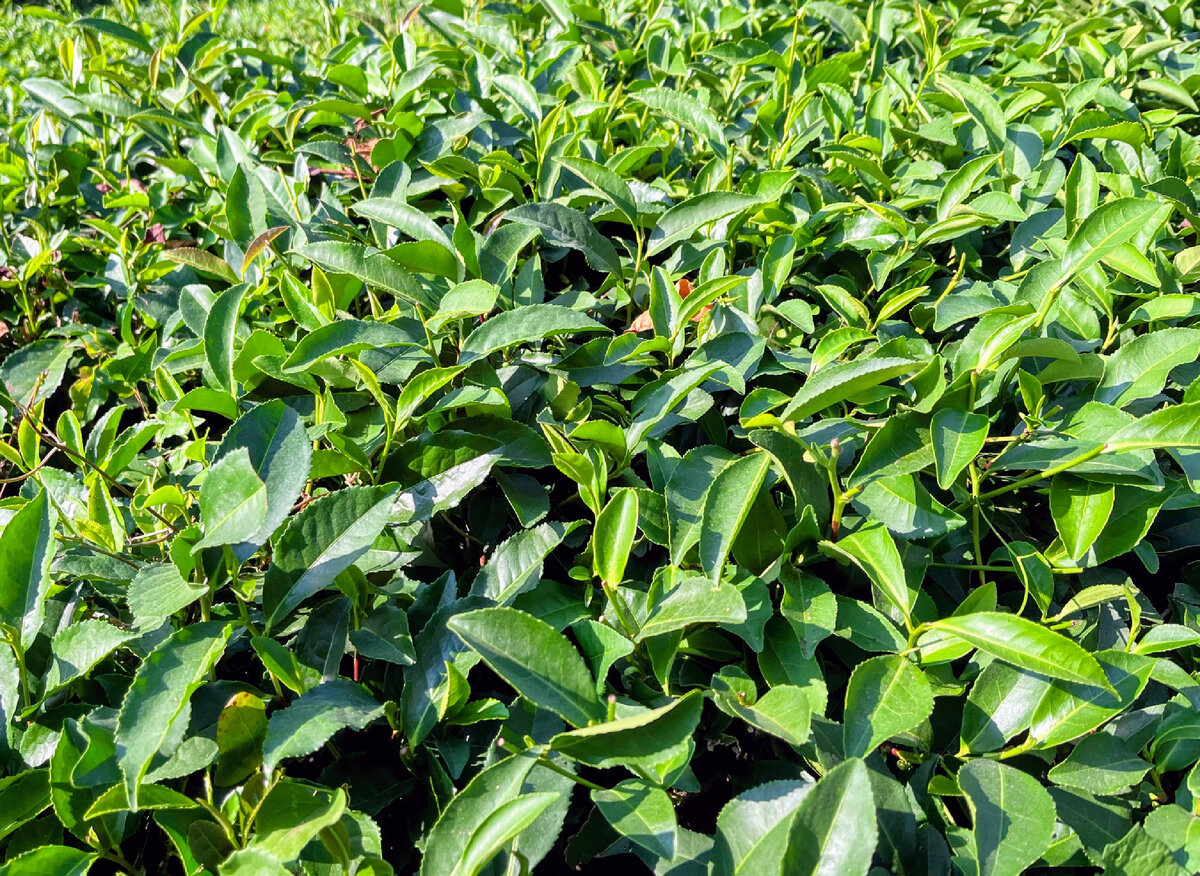 Чайные плантации в Солох-Ауле