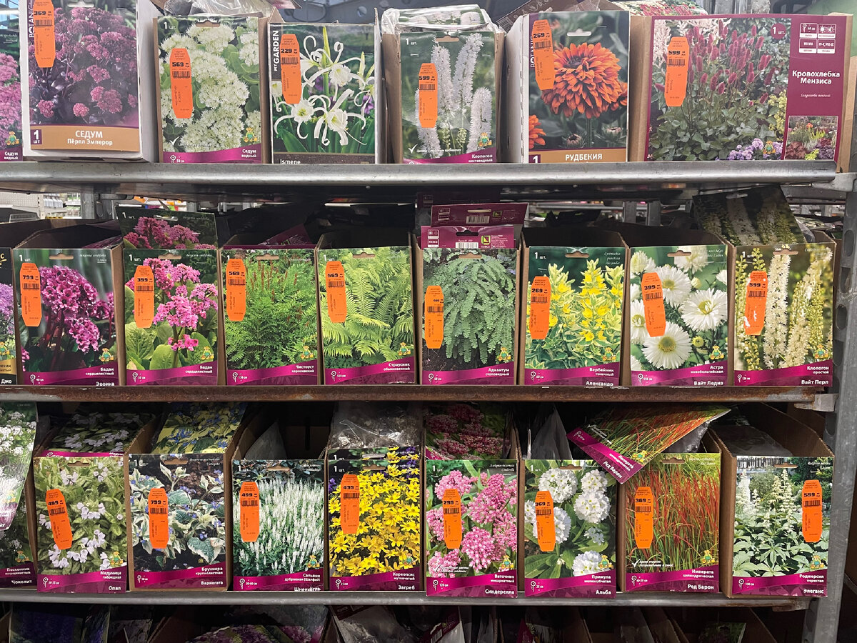 Многолетние растения, корневища.