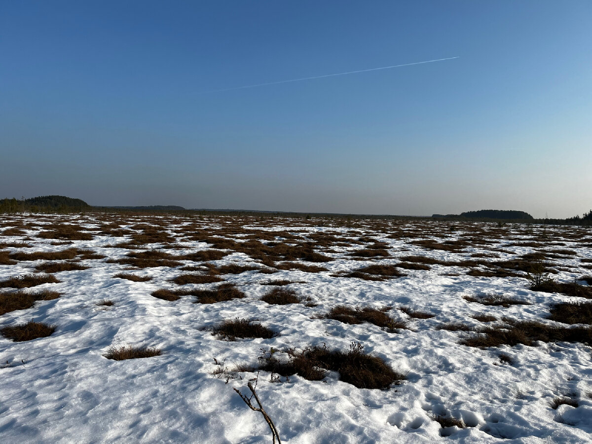  Следы древнего моря. Сестрорецкое болото.