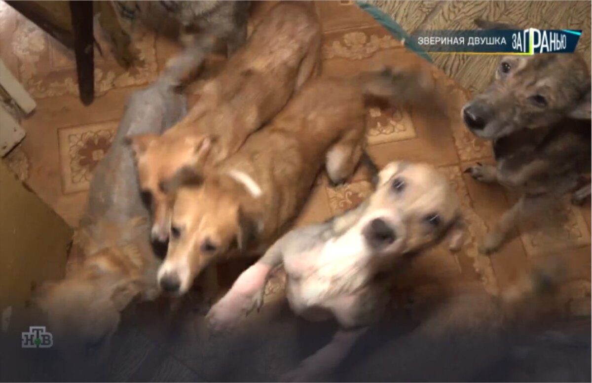 Фото: скрин с передачи НТВ