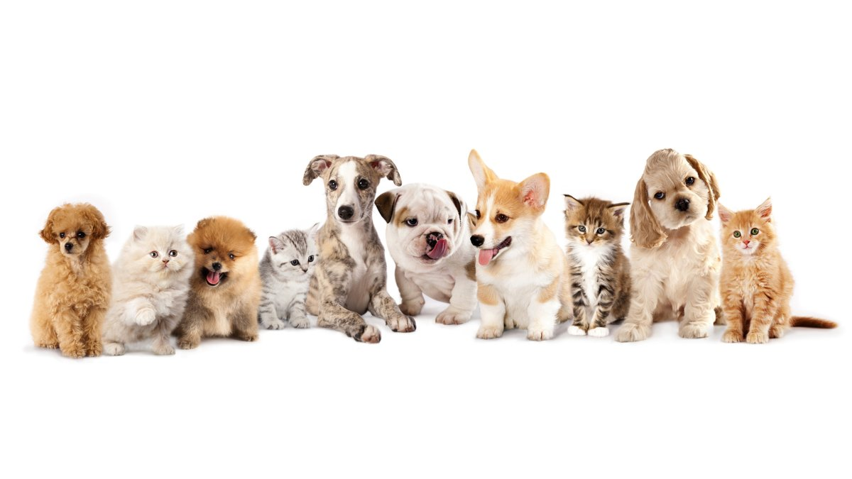 Как выбрать "своего" щенка?