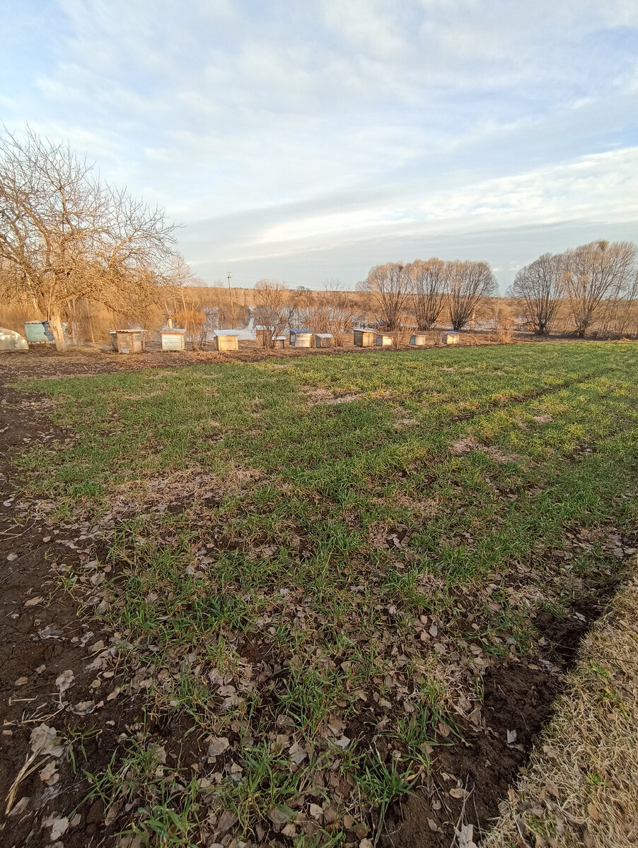 Рожь, посеянная осенью после уборки картофеля