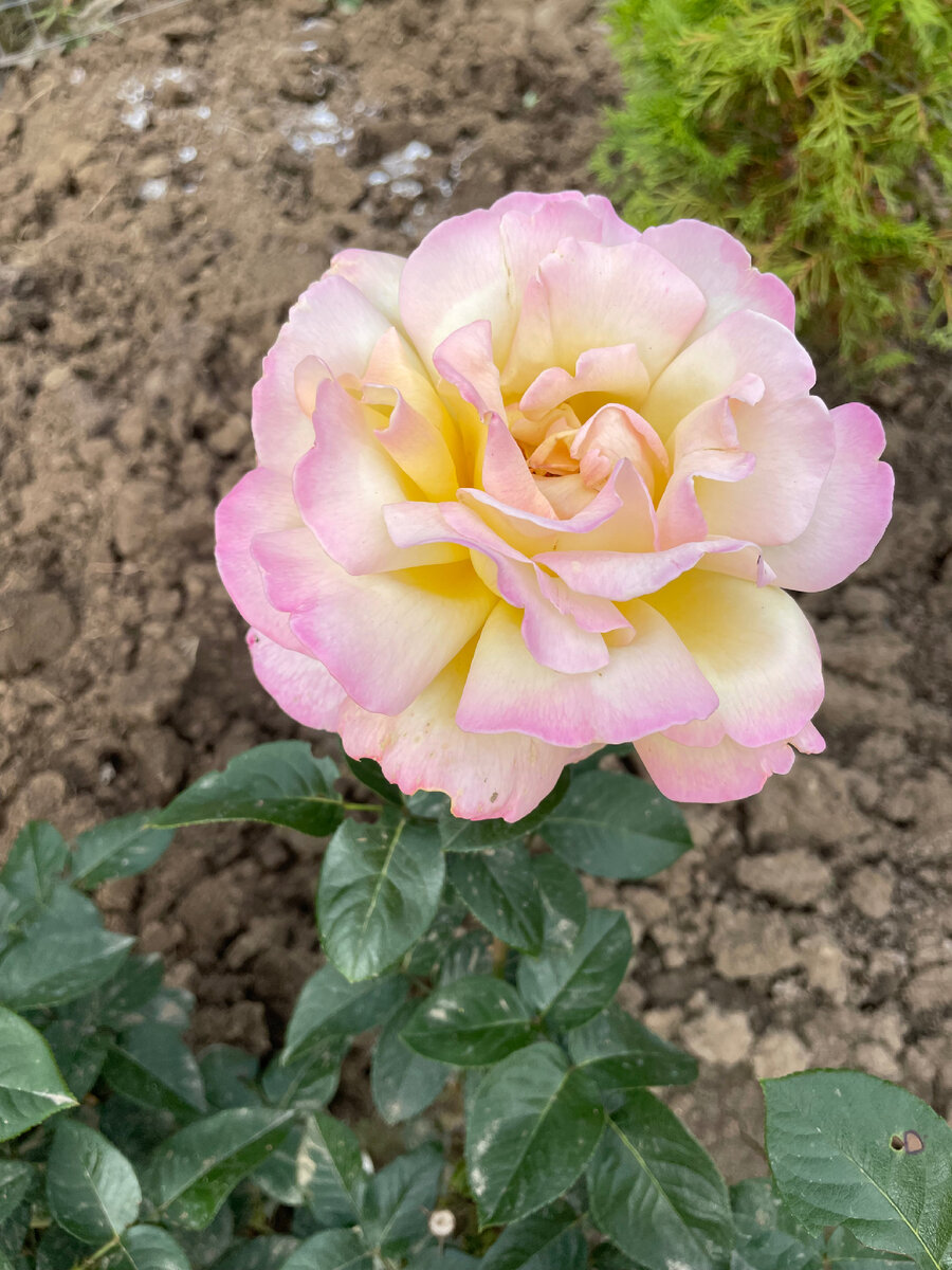 Красотка Глория Дей