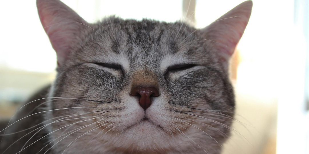 Почему важно хвалить кошку