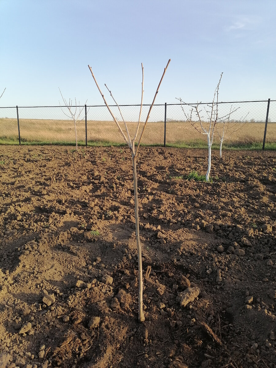 Черешня Драгана