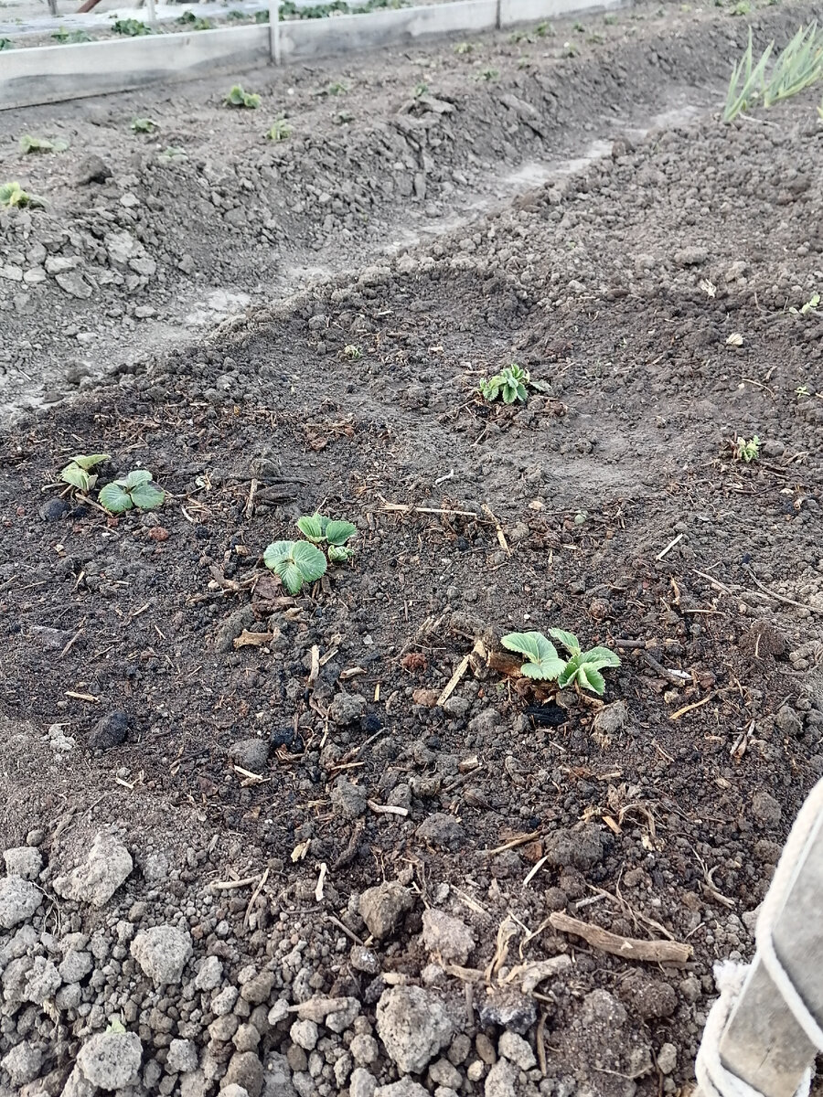 Клубника Азия на развод. 