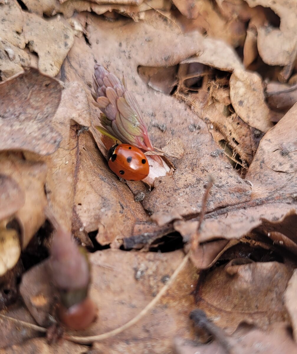 Первые божьи коровки