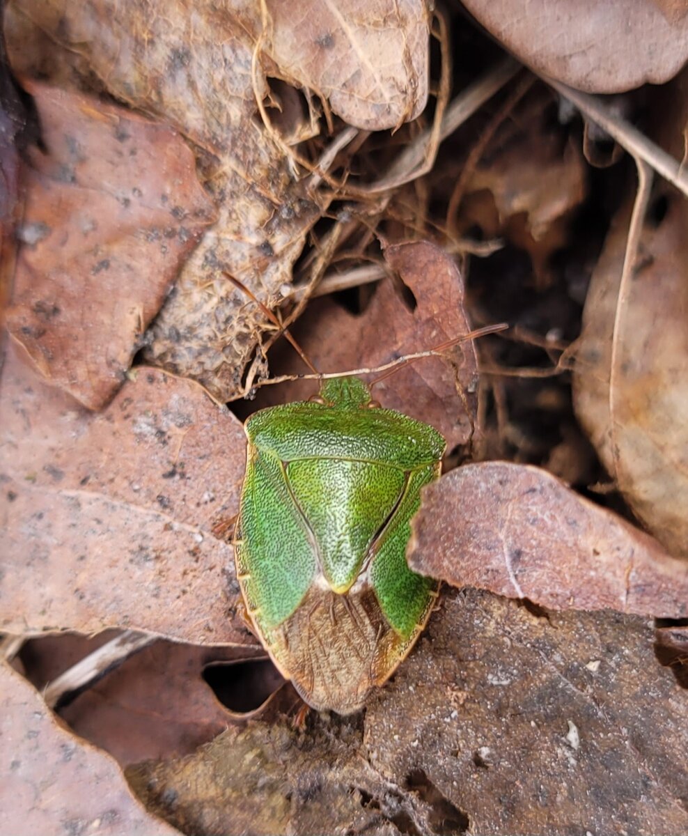 Первый клоп! Хе-хе)))