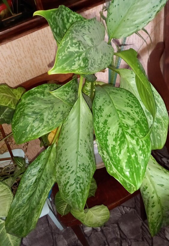 Зимний сад Татьяны