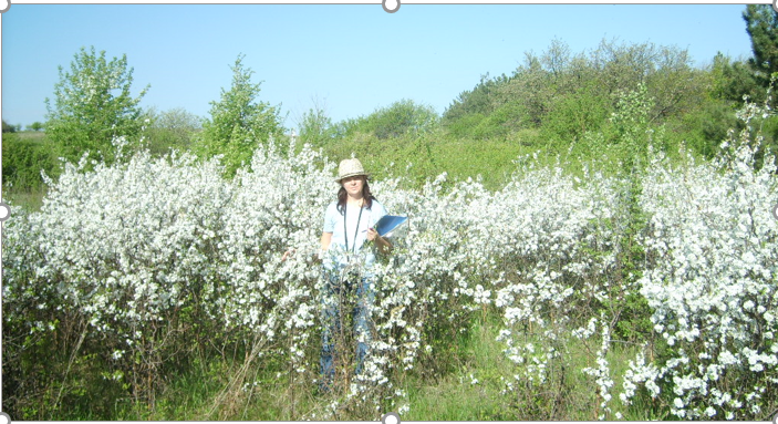 цветение терна