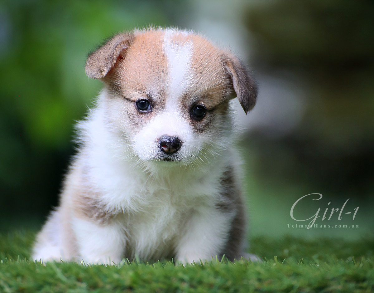 Вельш корги пемброк - первые дни щенка в новом доме Welsh corgi pembroke © Telman Haus